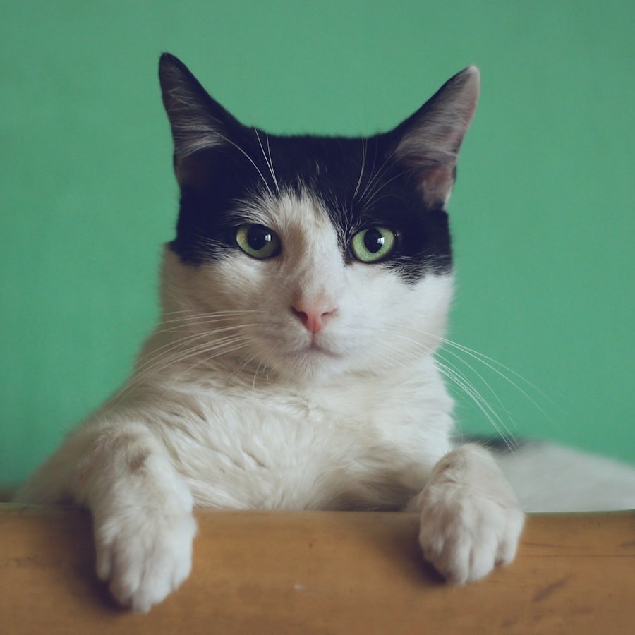 Milo, chaton en route vers Bordeaux
