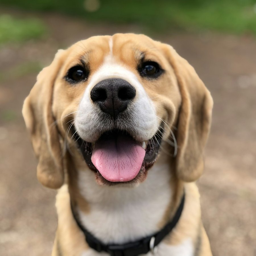 Oscar, beagle en route vers Paris