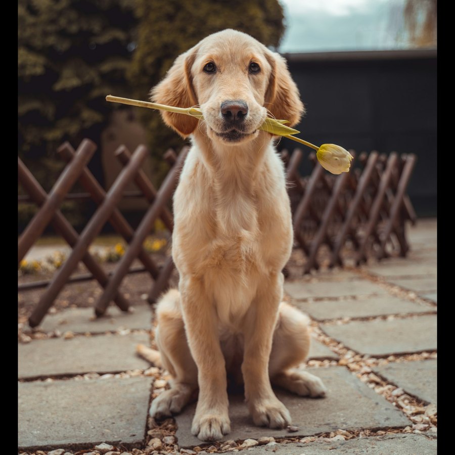 Rio, chiot golden en route vers Lille