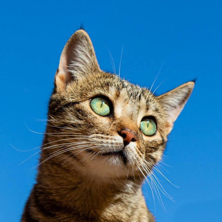 Sacha, chat tigre en route vers Strasbourg