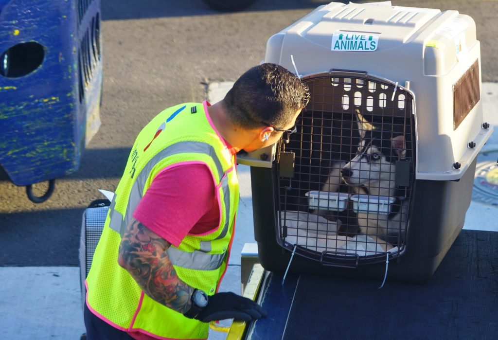 Chien en caisse de transport homologu&eacute;e IATA, encadr&eacute; par notre &eacute;quipe